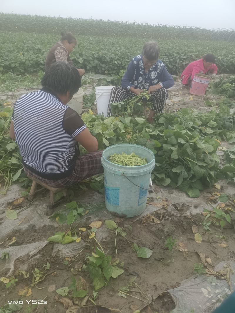 毛豆青豆手工采摘