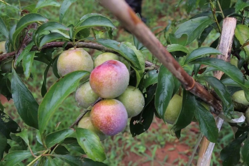 半边红李子营养成分柱状图