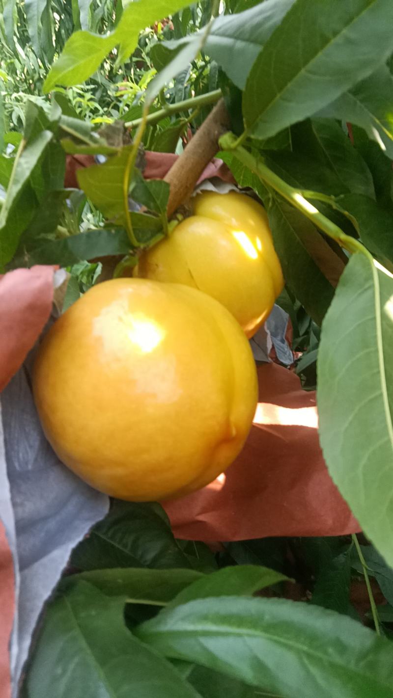 黄油蟠桃，黄油桃