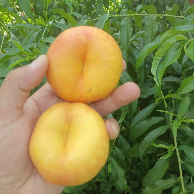 黄油蟠桃，黄油桃