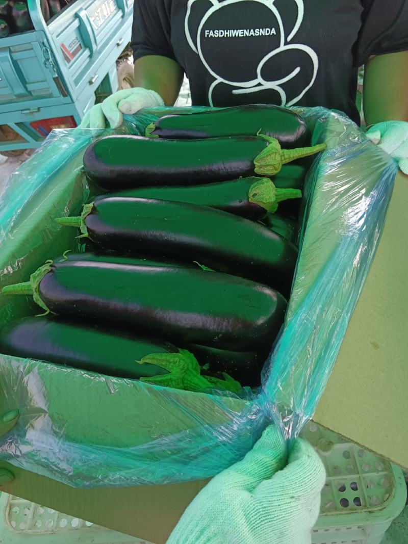 布莱迪绿把长茄
