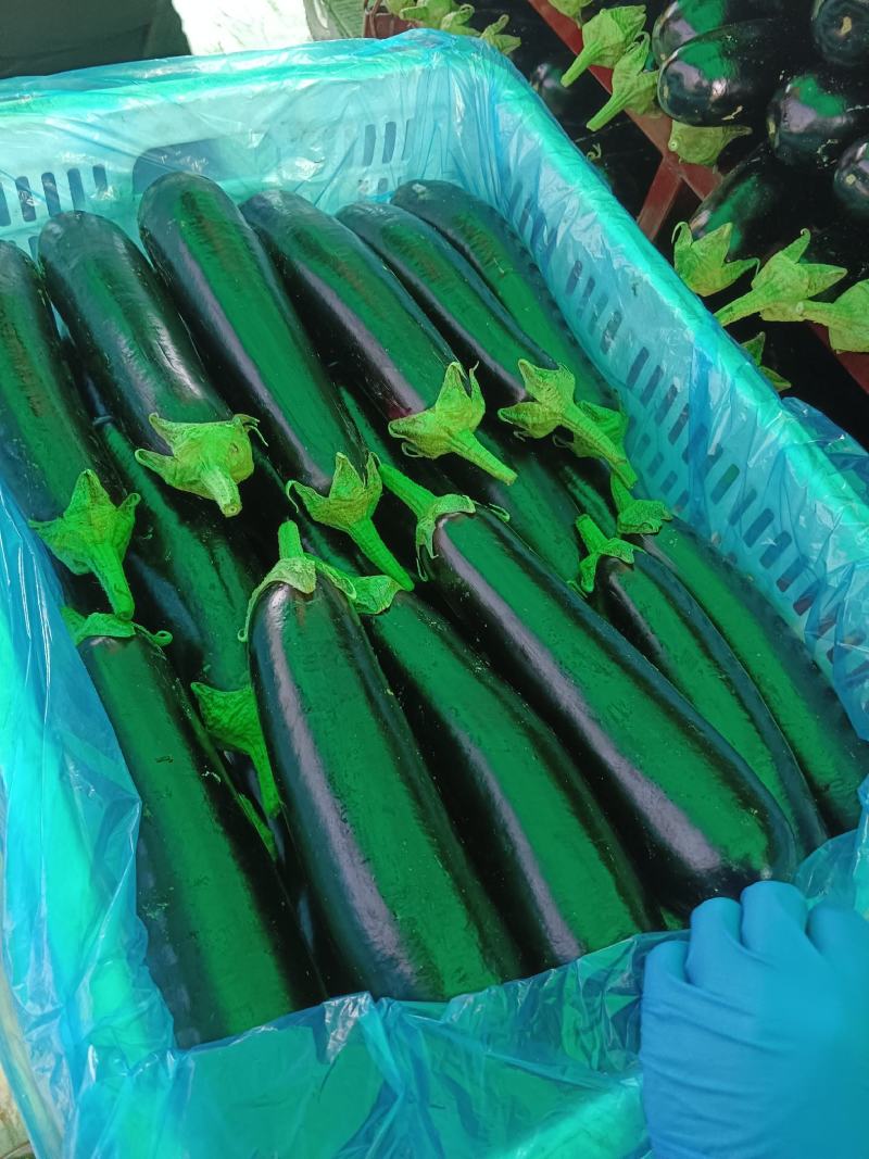 布莱迪绿把长茄