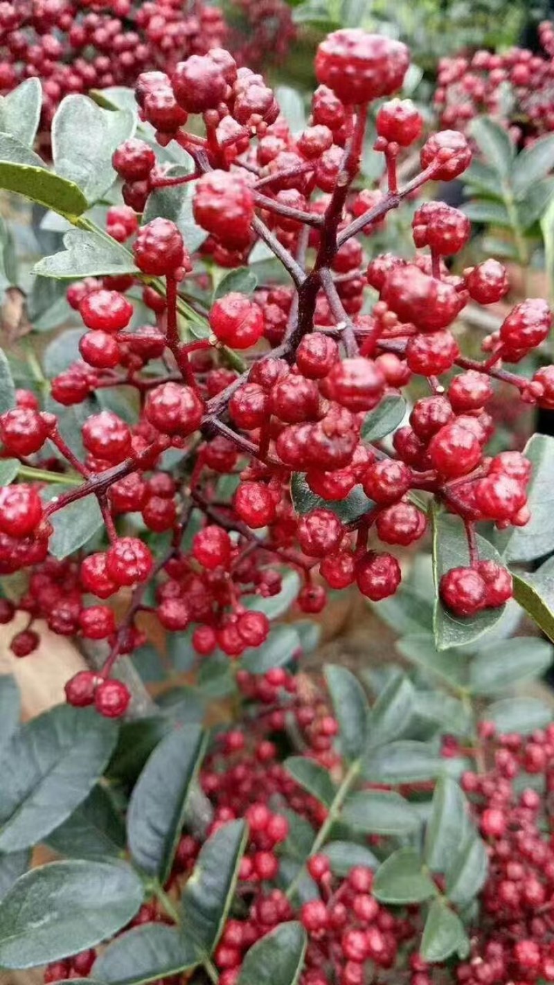 汉源高山上的新鲜花椒，又香又麻