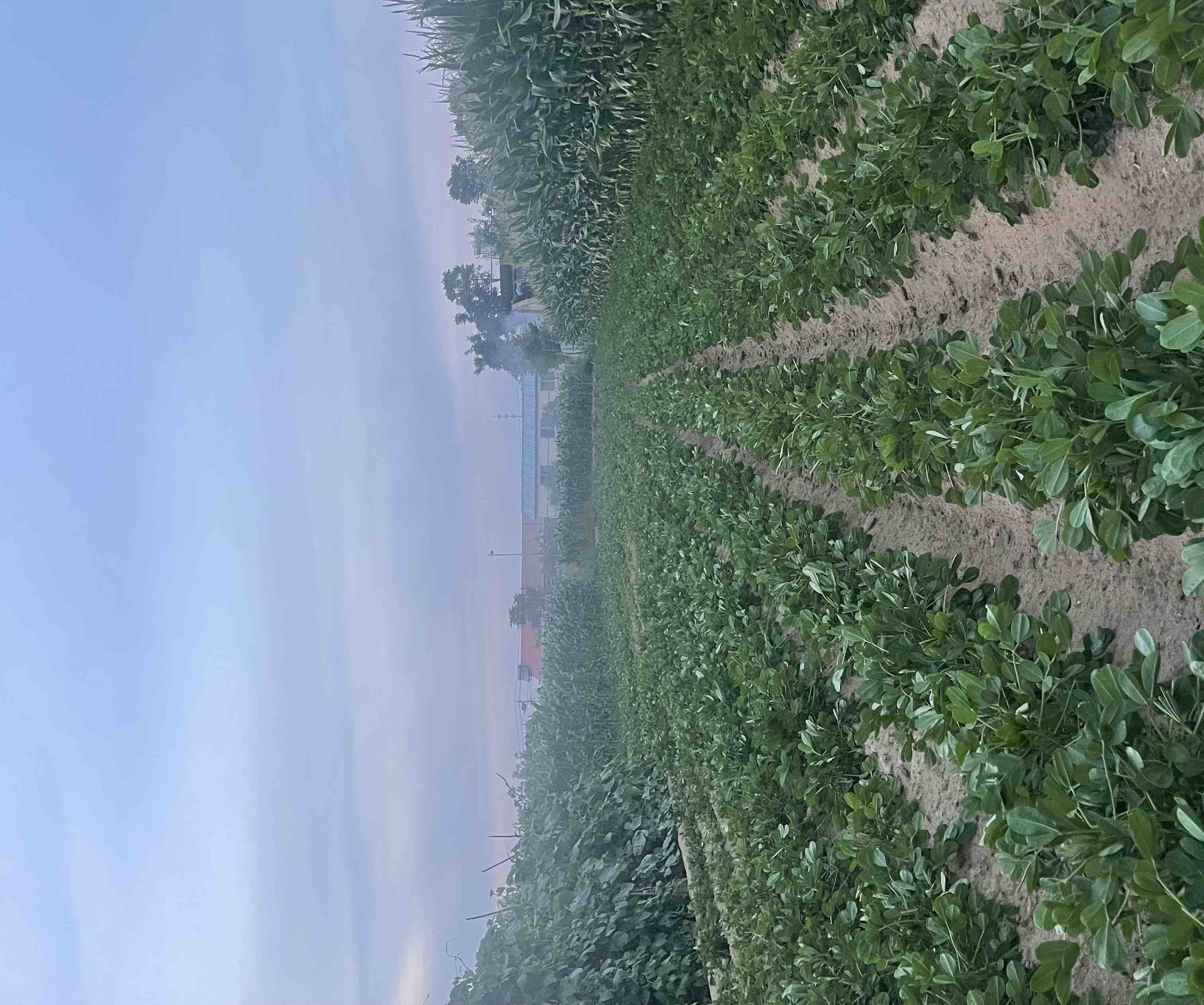 花生病虫害防治图