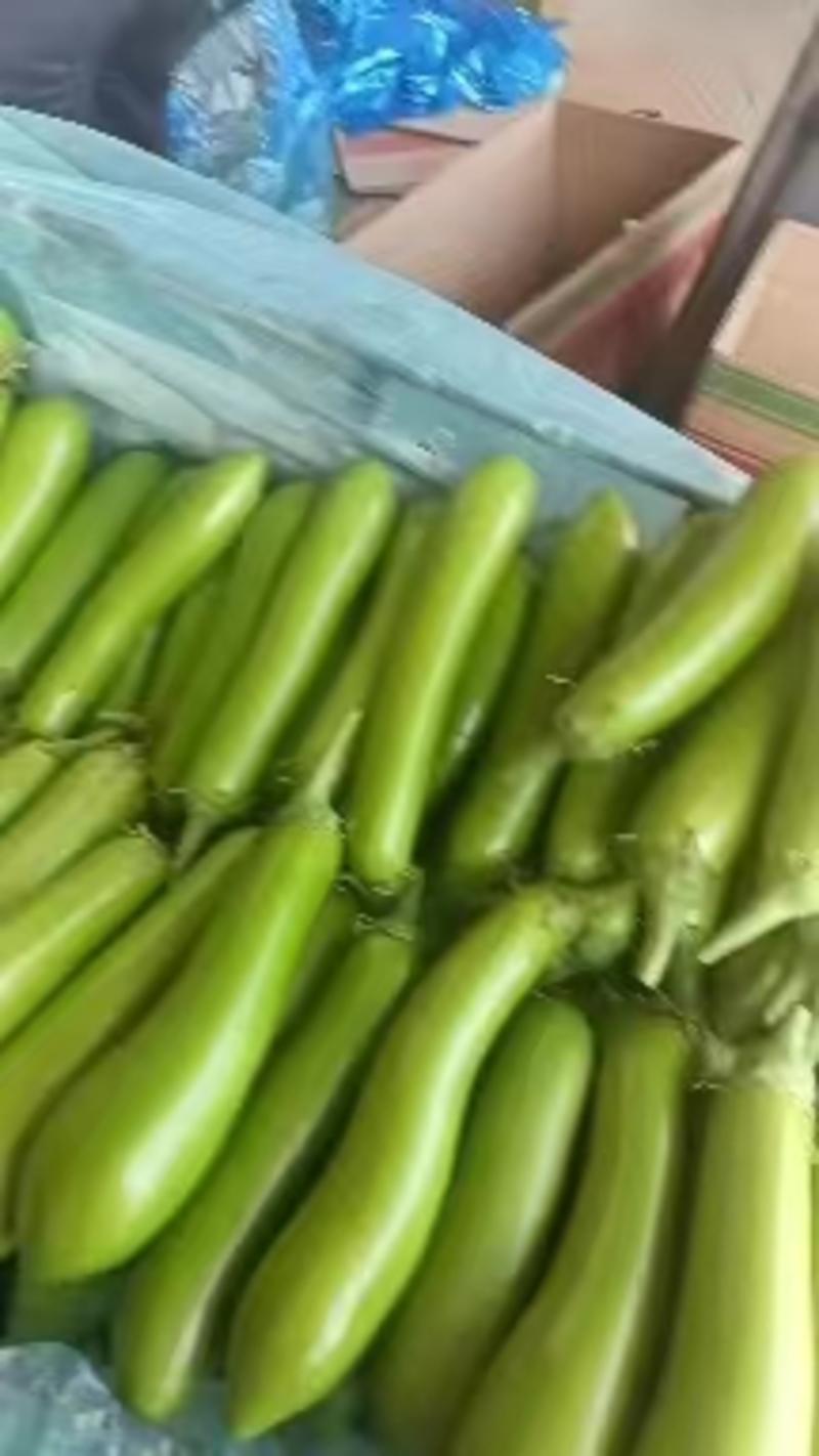 山东省，兰陵县精品青长茄子，大量有货，价格非常便宜，