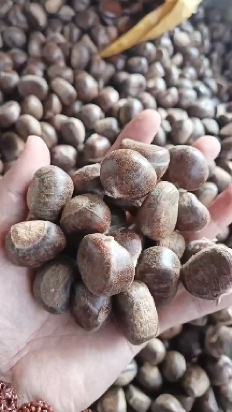 小郝栗子
