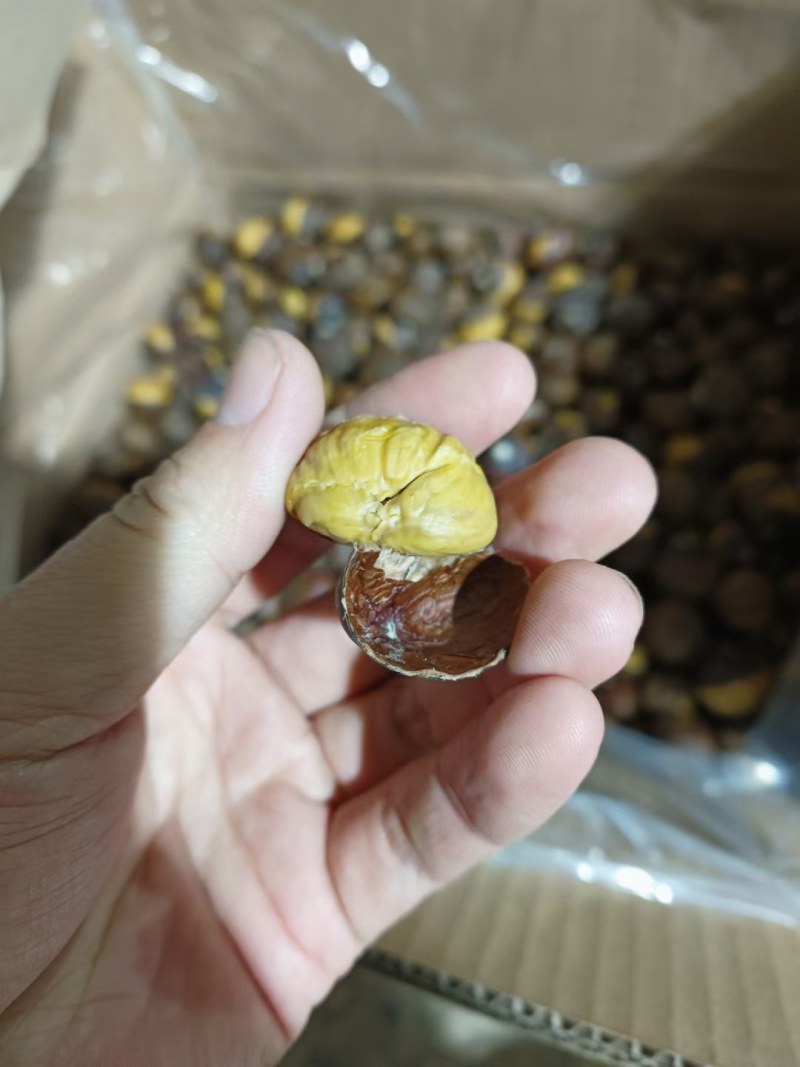 小郝栗子