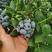 新品种蓝莓苗F6L25L11L1702南高早熟大果