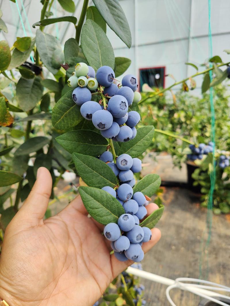 新品种蓝莓苗F6L25L11L1702南高早熟大果