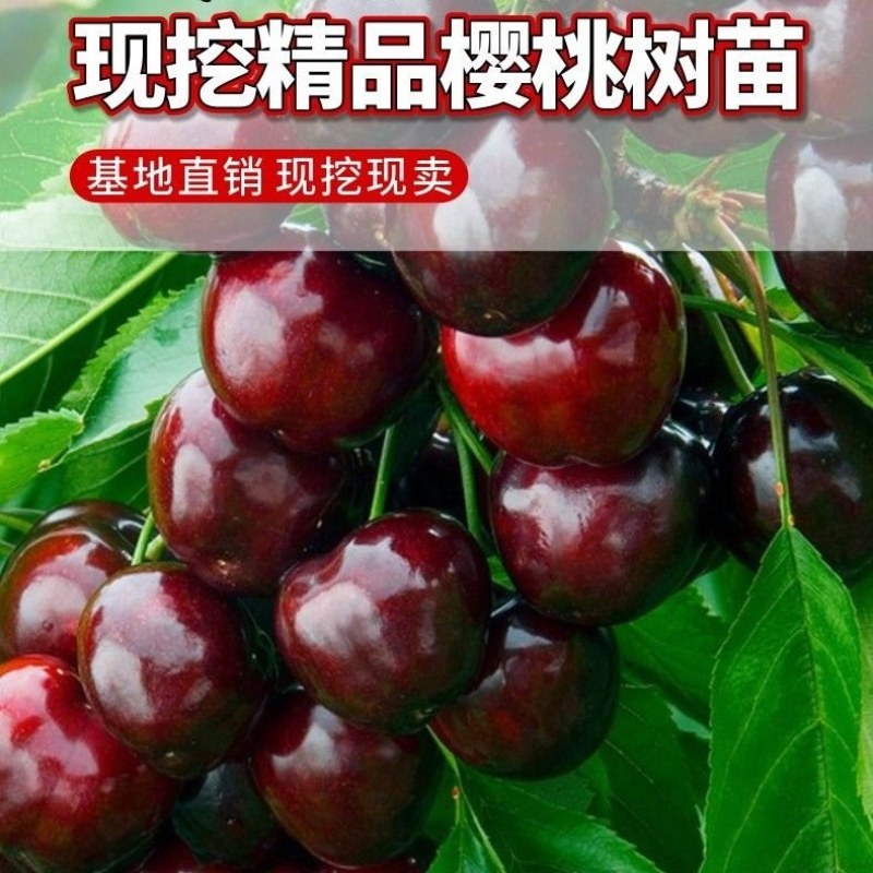 车厘子大樱桃嫁接苗果树树苗南北方栽樱桃树山东发货包邮批发