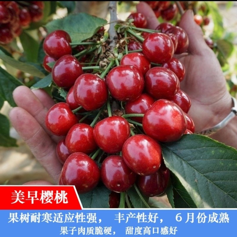 车厘子大樱桃嫁接苗果树树苗南北方栽樱桃树山东发货包邮批发