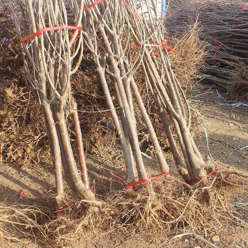 车厘子大樱桃嫁接苗果树树苗南北方栽樱桃树山东发货包邮批发