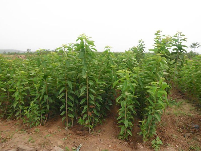 车厘子大樱桃嫁接苗果树树苗南北方栽樱桃树山东发货包邮批发
