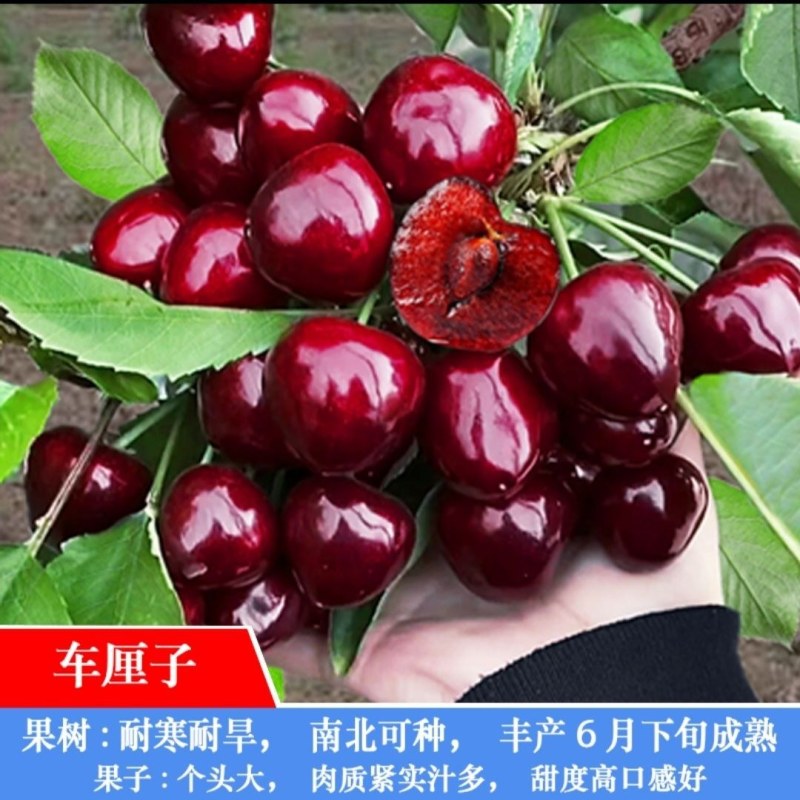 车厘子大樱桃嫁接苗果树树苗南北方栽樱桃树山东发货包邮批发