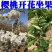车厘子大樱桃嫁接苗果树树苗南北方栽樱桃树山东发货包邮批发