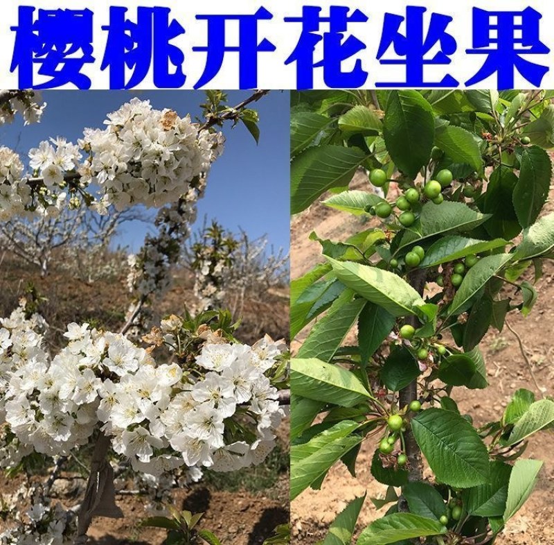车厘子大樱桃嫁接苗果树树苗南北方栽樱桃树山东发货包邮批发