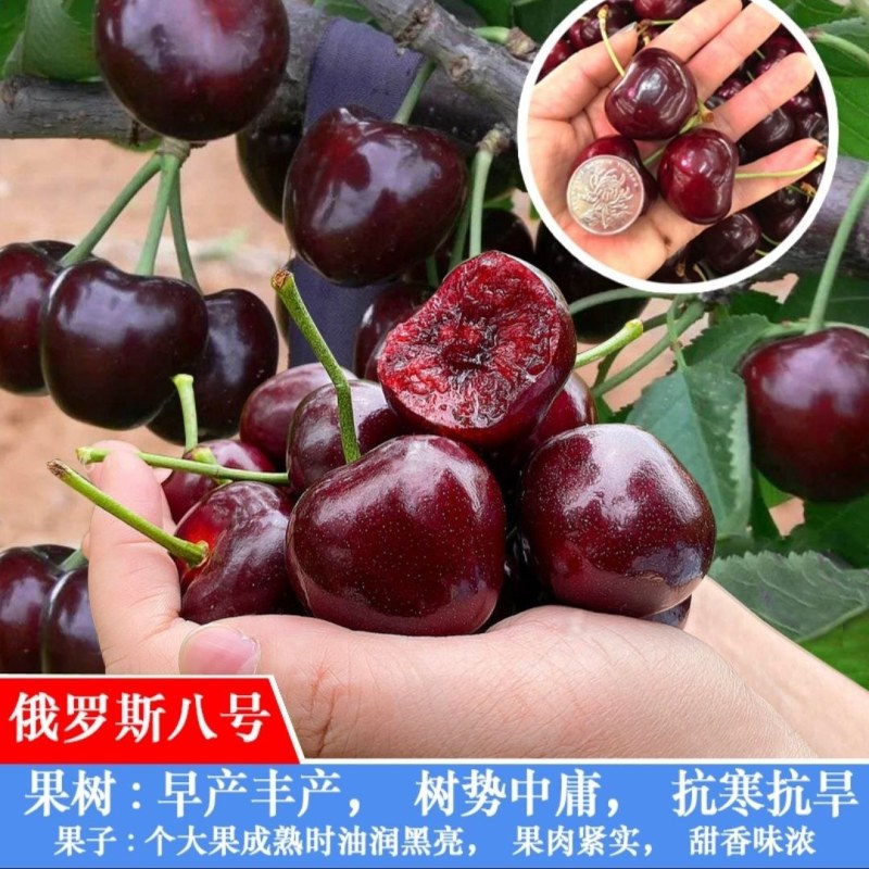 车厘子大樱桃嫁接苗果树树苗南北方栽樱桃树山东发货包邮批发