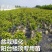 车厘子大樱桃嫁接苗果树树苗南北方栽樱桃树山东发货包邮批发