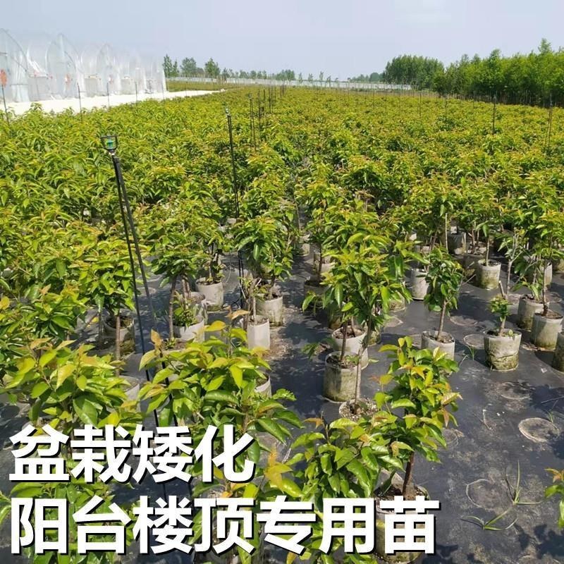 车厘子大樱桃嫁接苗果树树苗南北方栽樱桃树山东发货包邮批发