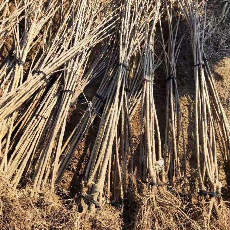 车厘子大樱桃嫁接苗果树树苗南北方栽樱桃树山东发货包邮批发