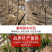 车厘子大樱桃嫁接苗果树树苗南北方栽樱桃树山东发货包邮批发