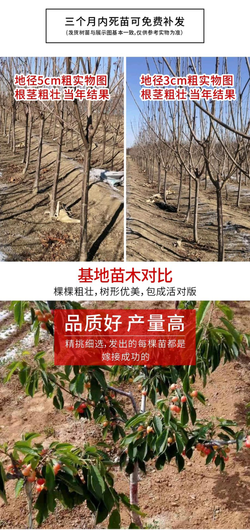 车厘子大樱桃嫁接苗果树树苗南北方栽樱桃树山东发货包邮批发