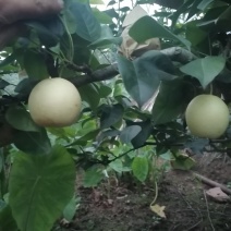 翠冠梨