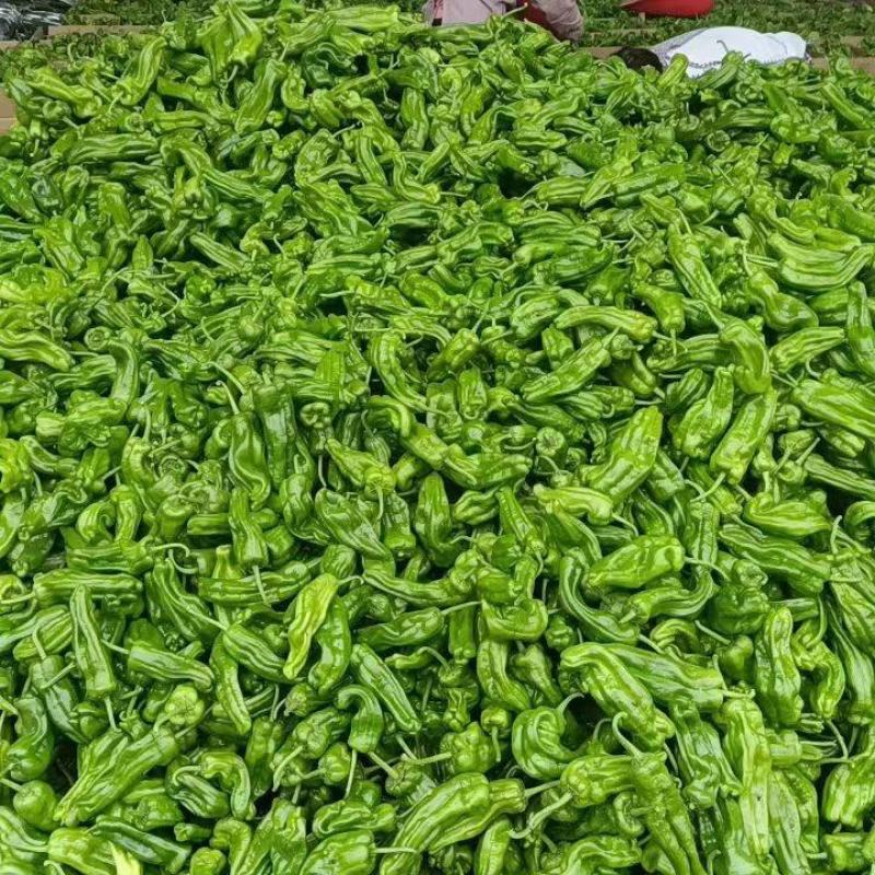 山东省兰陵县，精品芜湖辣椒，量非常大，价格非常便宜，