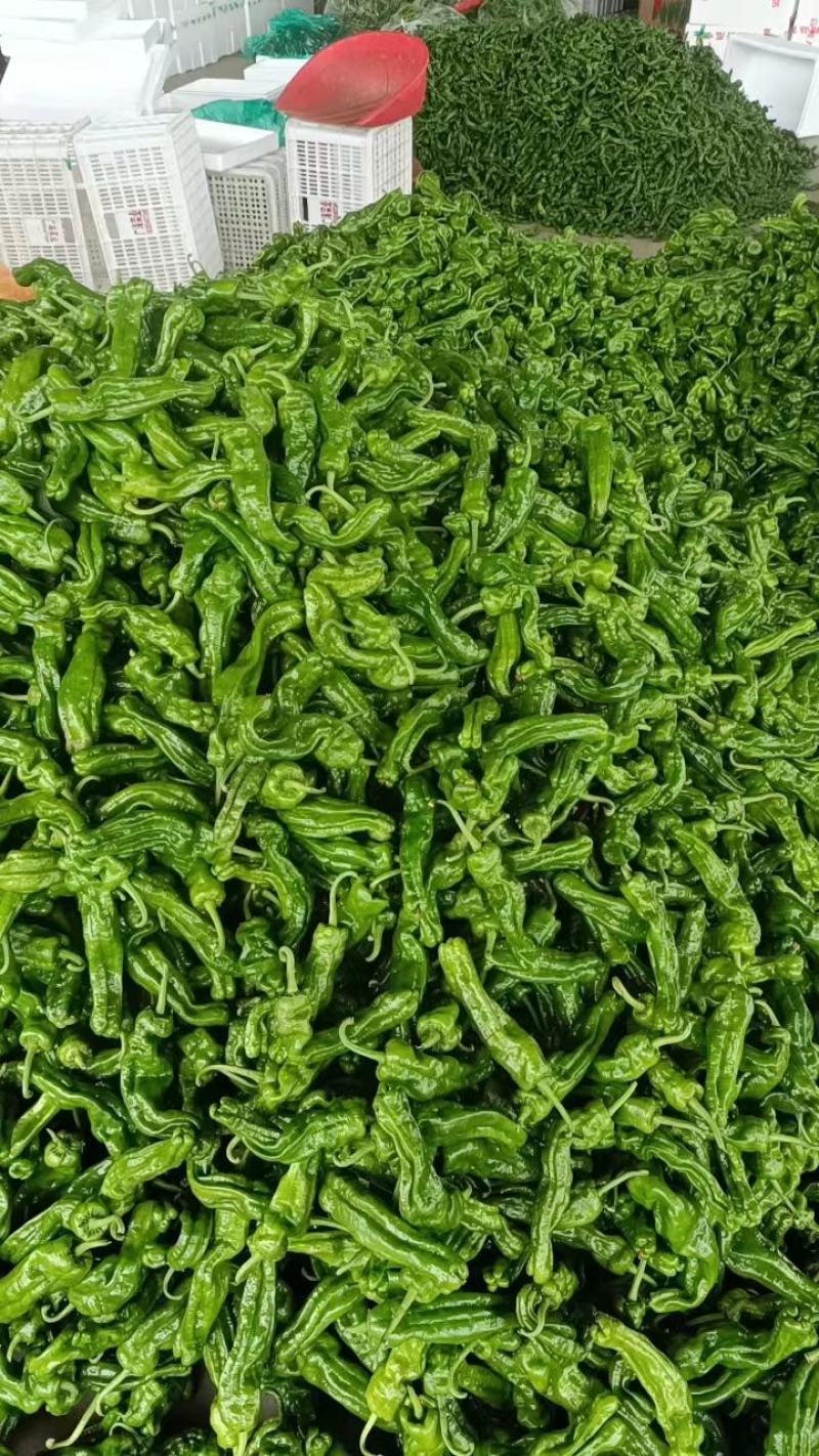 山东省兰陵县，精品芜湖辣椒，量非常大，价格非常便宜，