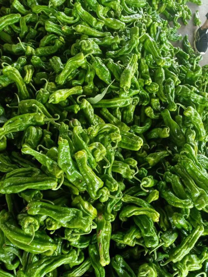 山东省兰陵县，精品芜湖辣椒，量非常大，价格非常便宜，