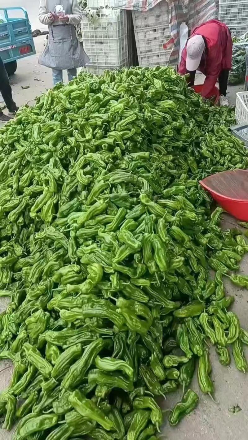 山东省兰陵县，精品芜湖辣椒，量非常大，价格非常便宜，