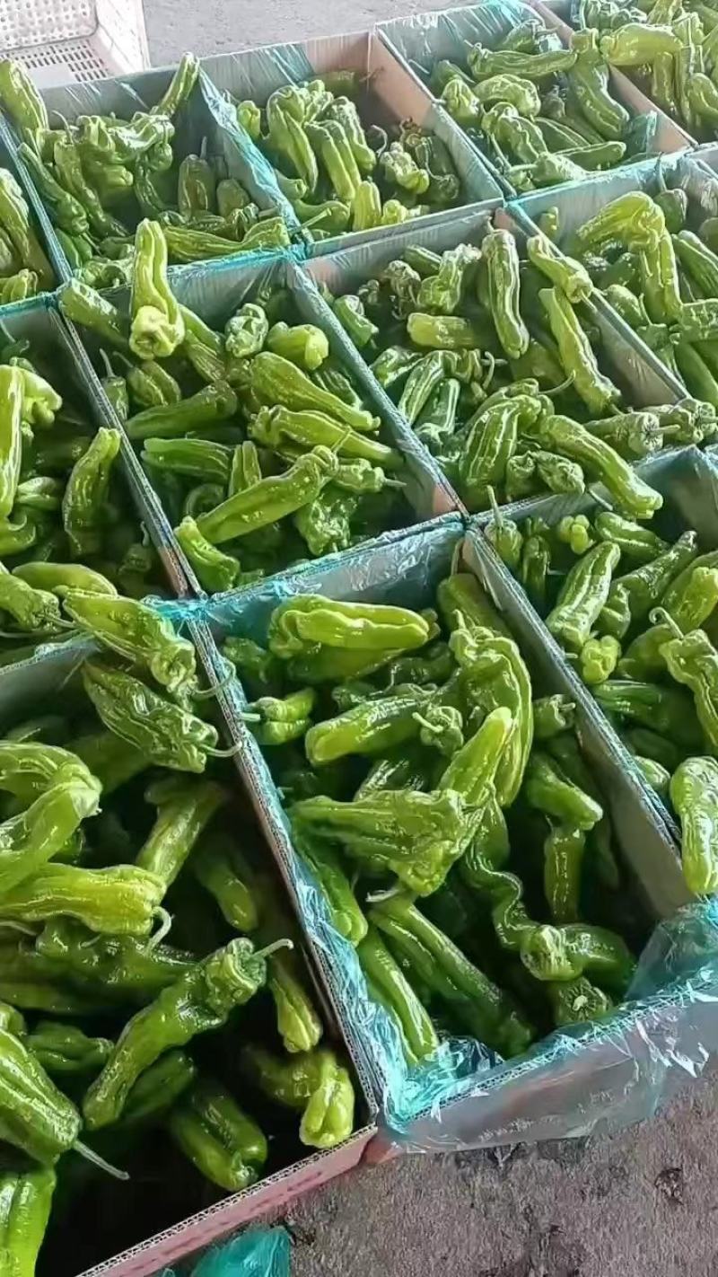 山东省兰陵县，精品芜湖辣椒，量非常大，价格非常便宜，