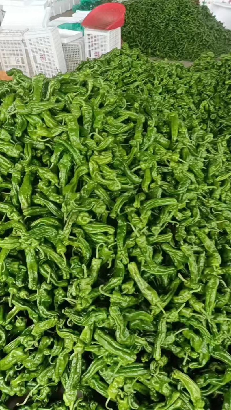 山东省兰陵县，精品芜湖辣椒，量非常大，价格非常便宜，