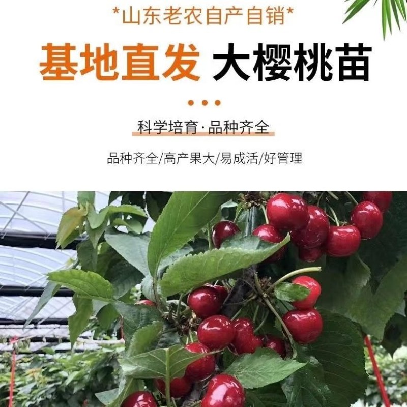 车厘子树苗樱桃树苖南方北方种植盆栽庭院果树矮化樱桃树批发