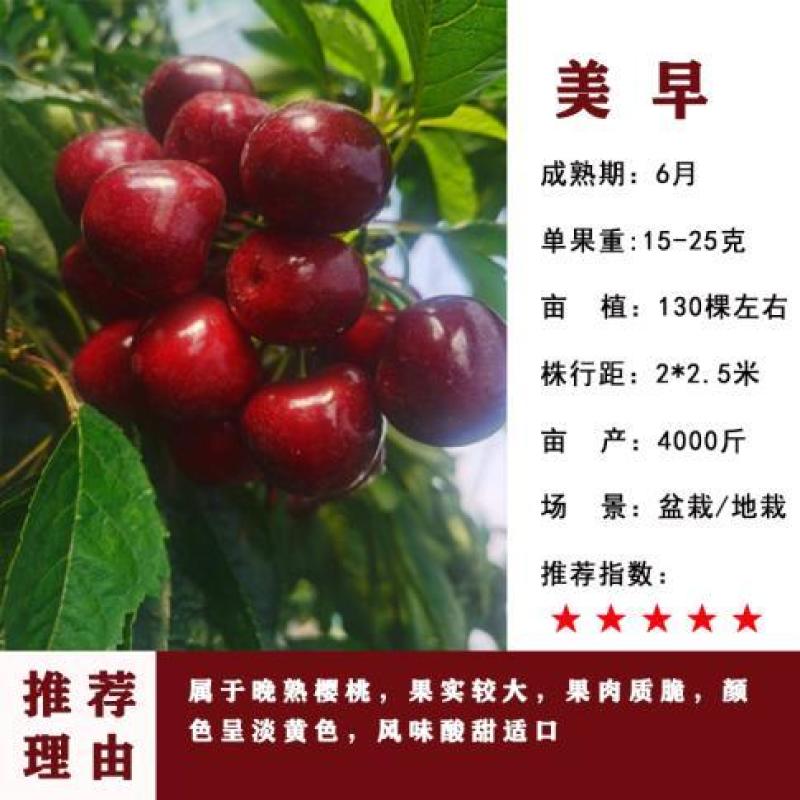 车厘子树苗樱桃树苖南方北方种植盆栽庭院果树矮化樱桃树批发