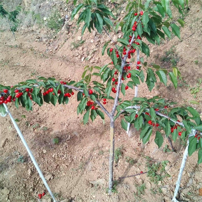 车厘子树苗樱桃树苖南方北方种植盆栽庭院果树矮化樱桃树批发