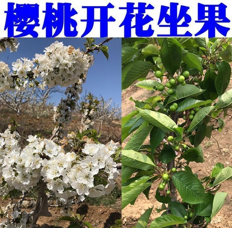 车厘子树苗樱桃树苖南方北方种植盆栽庭院果树矮化樱桃树批发