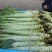山东兰陵，精品莴笋干子，大量有货，价格非常便宜，保质保量