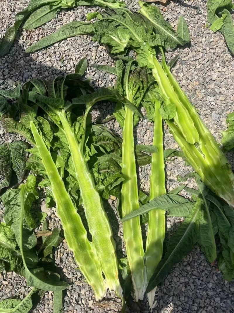 山东兰陵，精品莴笋干子，大量有货，价格非常便宜，保质保量