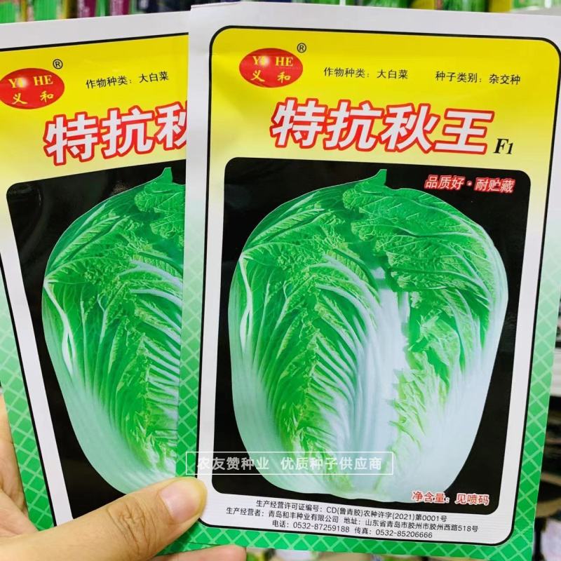 义和秋帅大白菜种子山东秋白菜种子蔬菜基地专用结球白菜种子