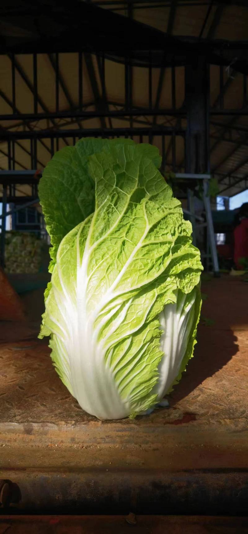 山东省，兰陵县，精品黄心大白菜，大量有货，价格不高，保质