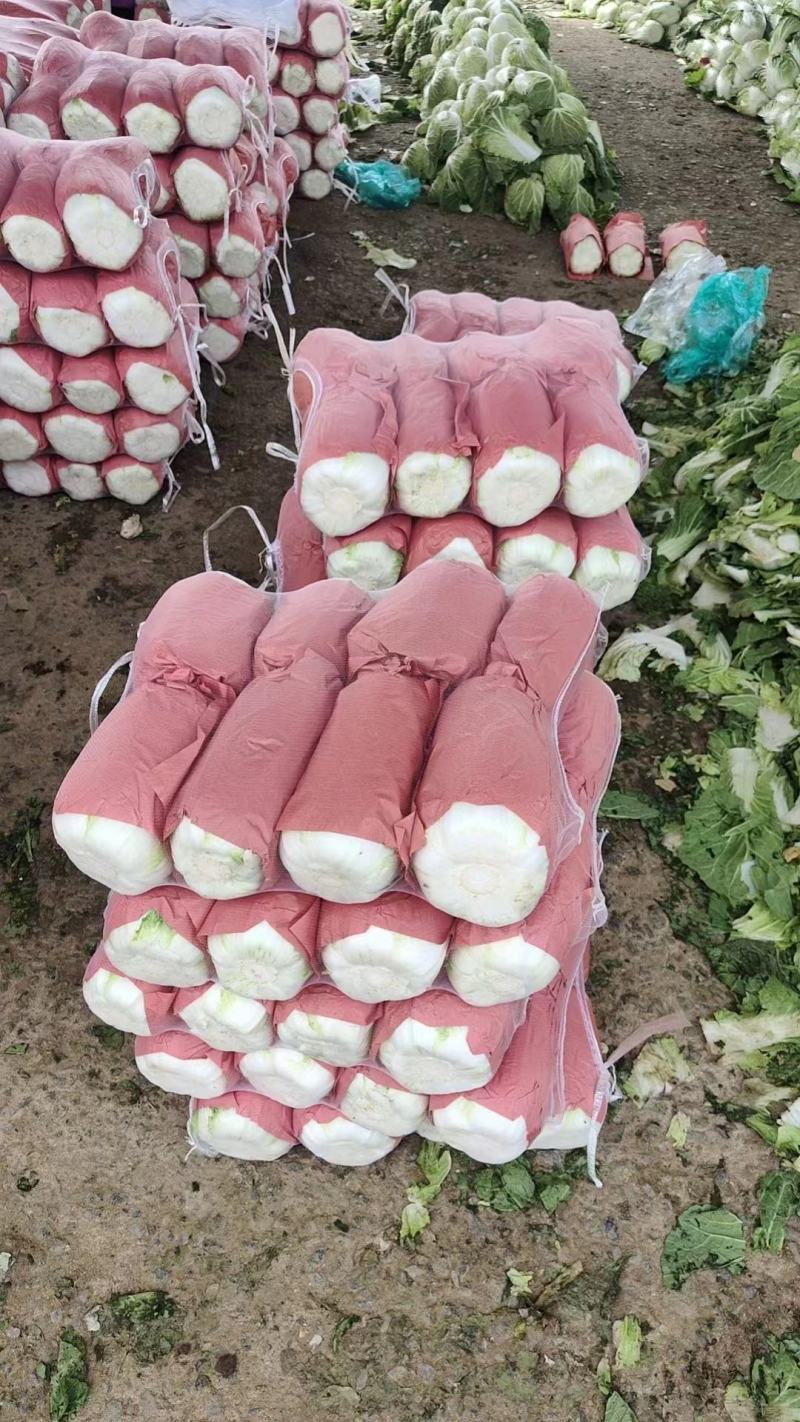 山东省，兰陵县，精品黄心大白菜，大量有货，价格不高，保质