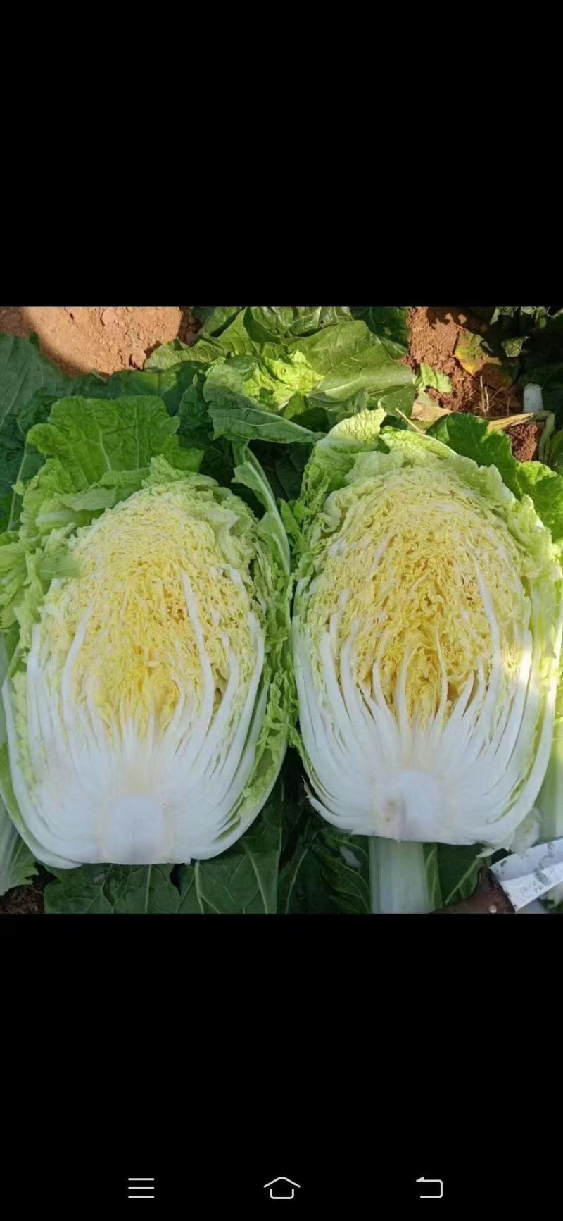 山东省，兰陵县，精品黄心大白菜，大量有货，价格不高，保质