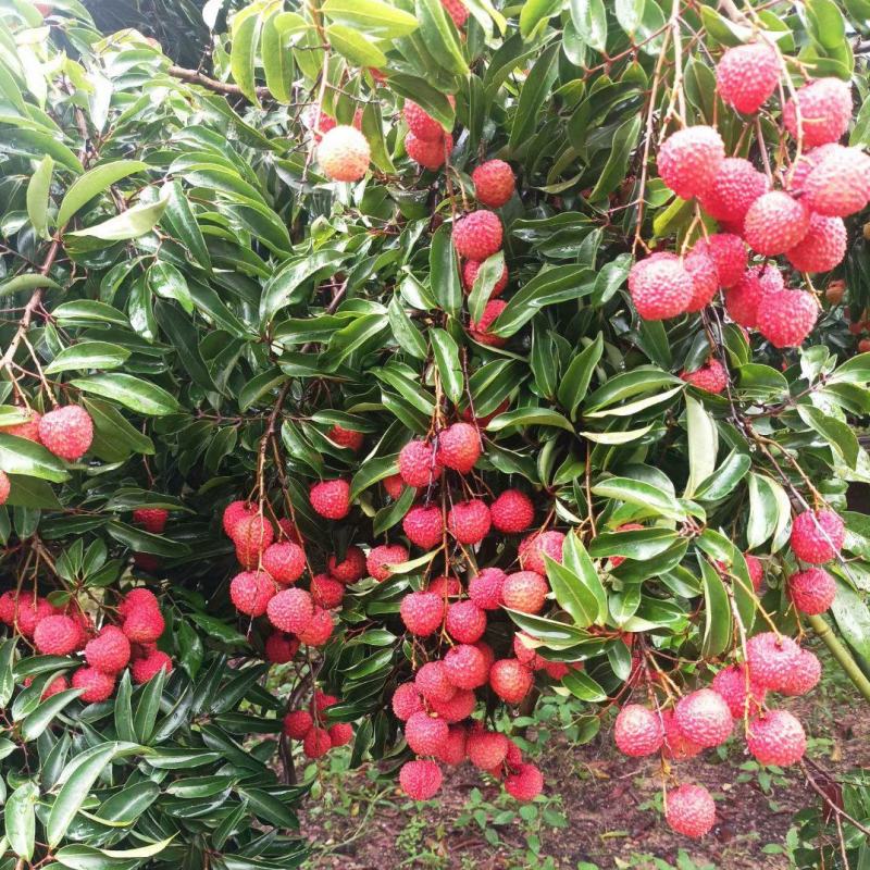 广东桂味荔枝桂味贵味细核荔枝新鲜采摘即将上市