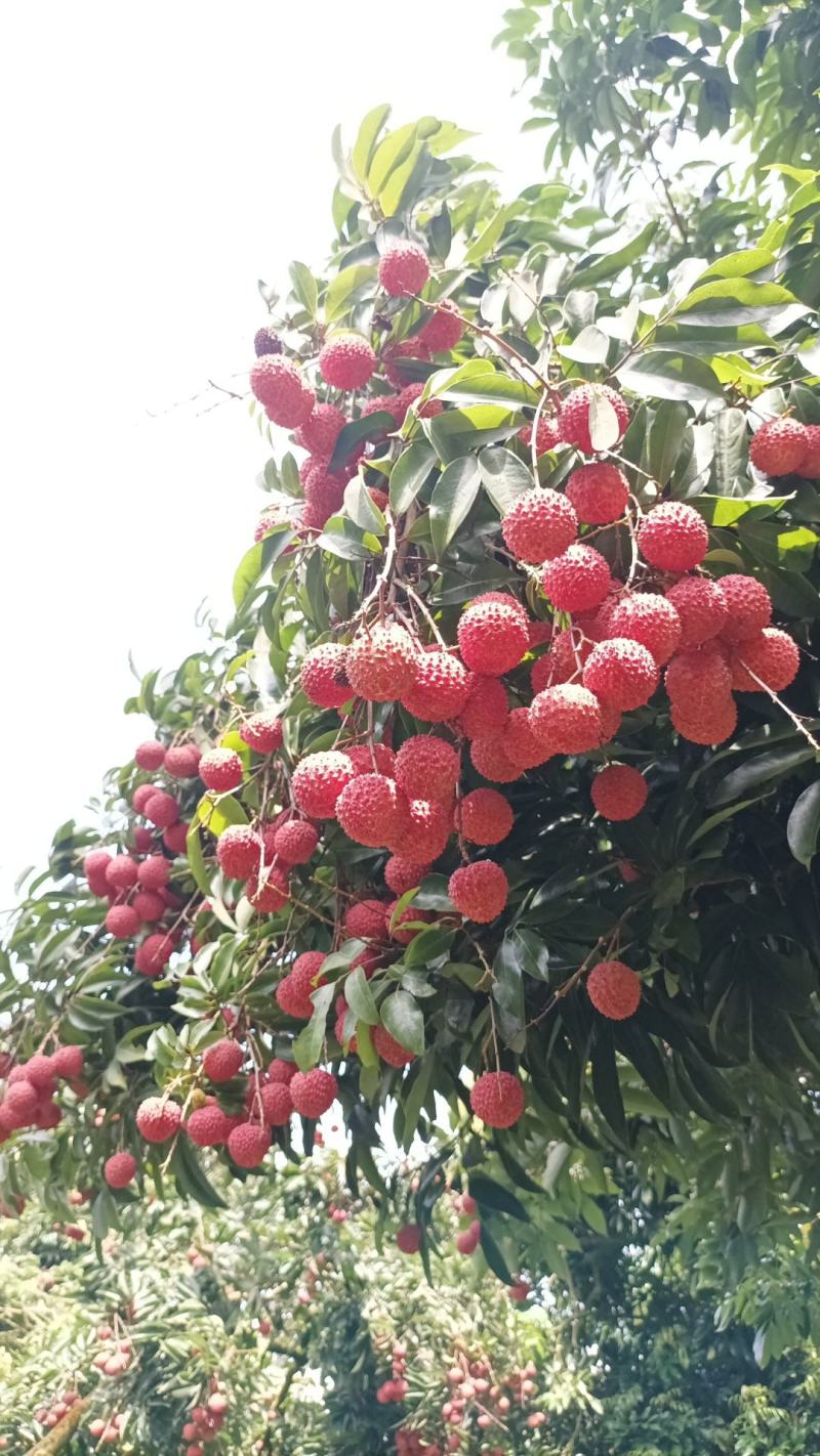 广东桂味荔枝桂味贵味细核荔枝新鲜采摘即将上市