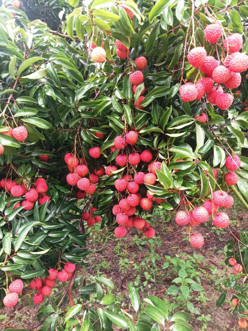 广东桂味荔枝桂味贵味细核荔枝新鲜采摘即将上市