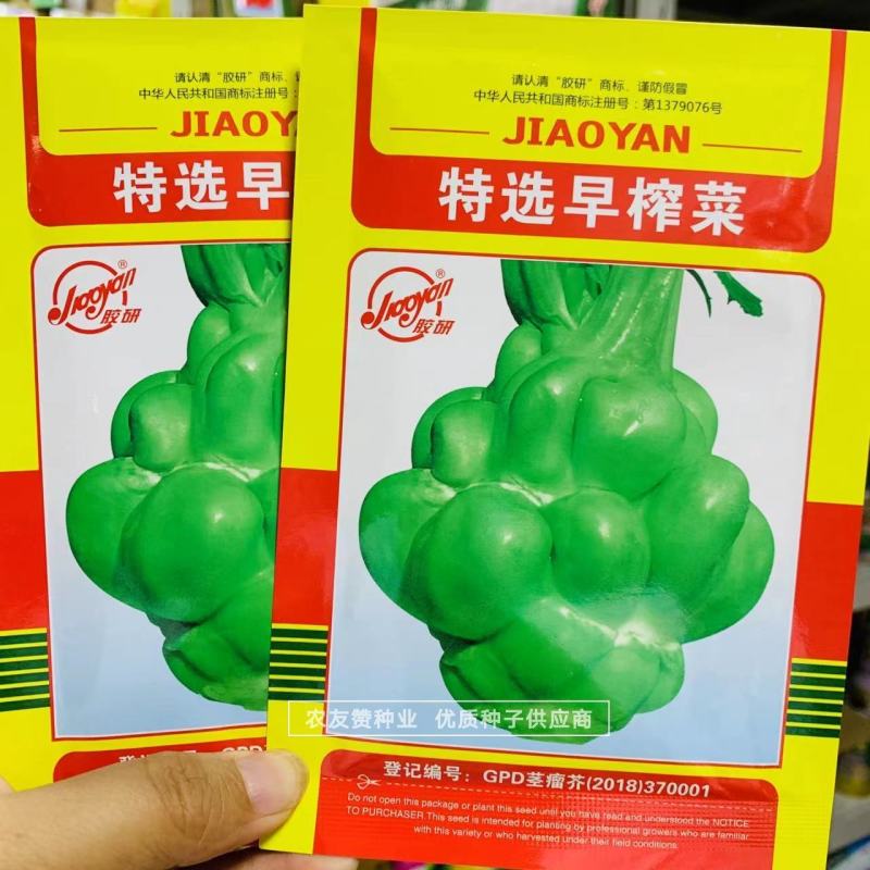 特早熟榨菜种子腌制榨菜疙瘩菜种子秋季蔬菜种子大田专用