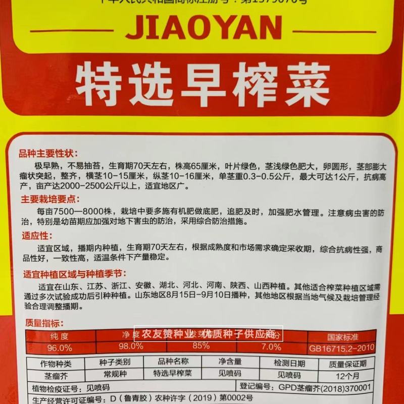特早熟榨菜种子腌制榨菜疙瘩菜种子秋季蔬菜种子大田专用