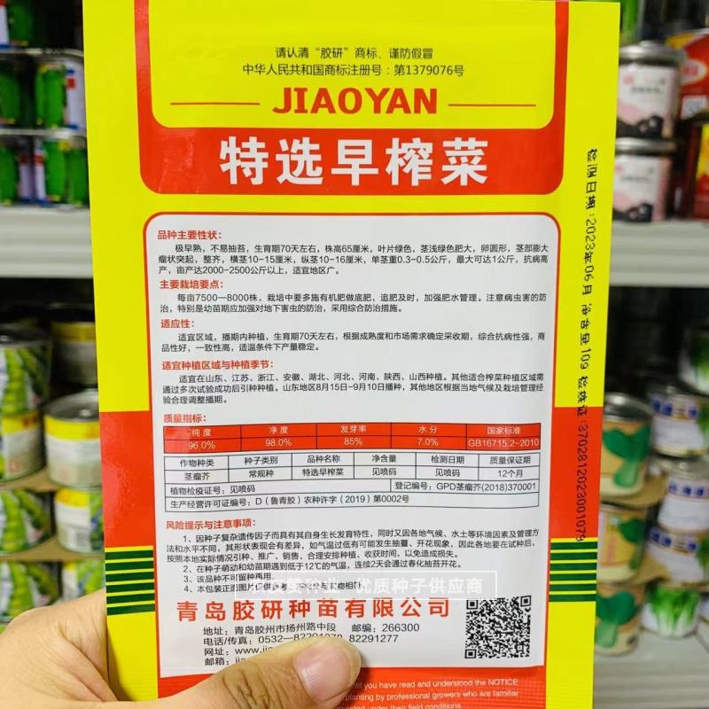 特早熟榨菜种子腌制榨菜疙瘩菜种子秋季蔬菜种子大田专用