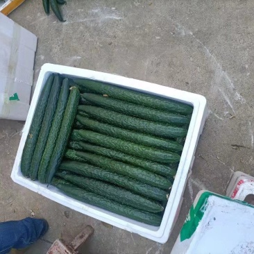 精品黄瓜